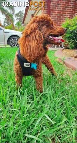 Deep Red Toy Poodle Stud Service DNA Clear