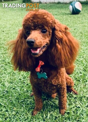 STUD RED TOY POODLE