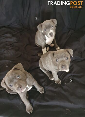 Purebred Blue English staffy pups