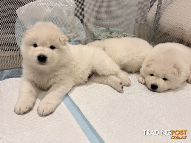 Samoyed puppies Looking for a new home