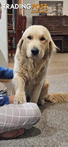 Golden Retriever Puppys Pedigree