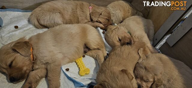 Golden Retriever Puppys Pedigree