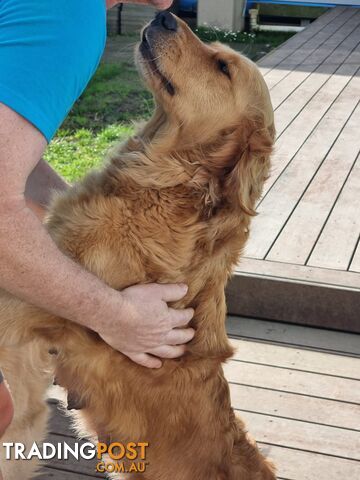 Golden Retriever Puppys Pedigree