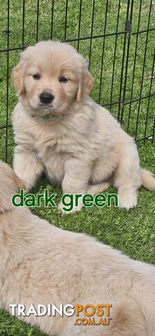 Golden Retriever Puppys Pedigree