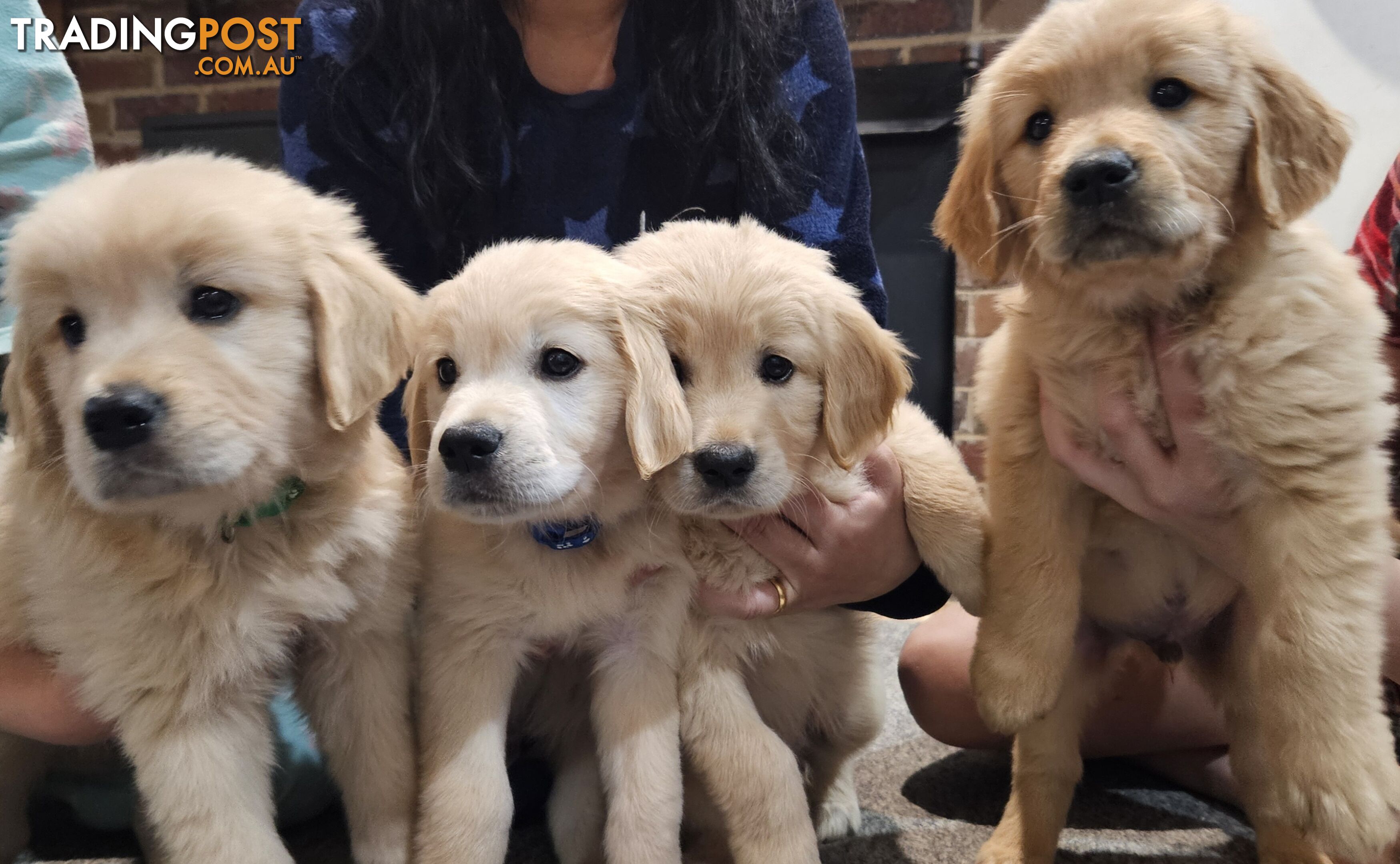 Golden Retriever Puppys Pedigree