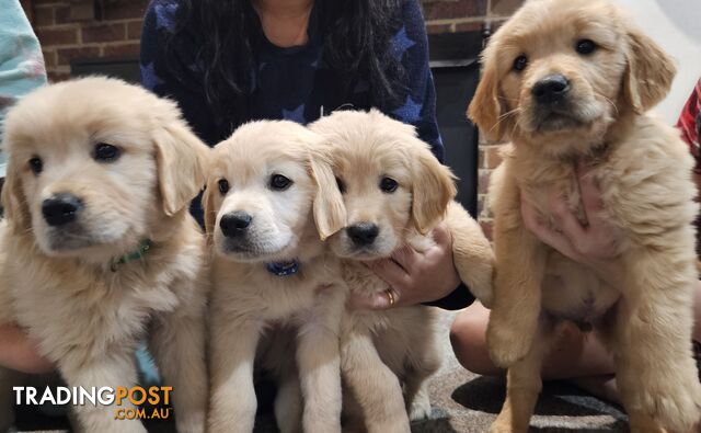 Golden Retriever Puppys Pedigree