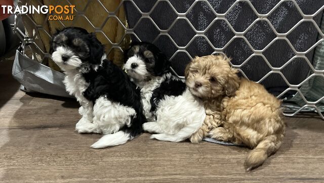 Maltese Shih Tzus A Toy Poodle