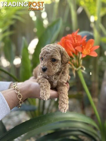 ADORABLE FEMALE POOCHON PUPPIES