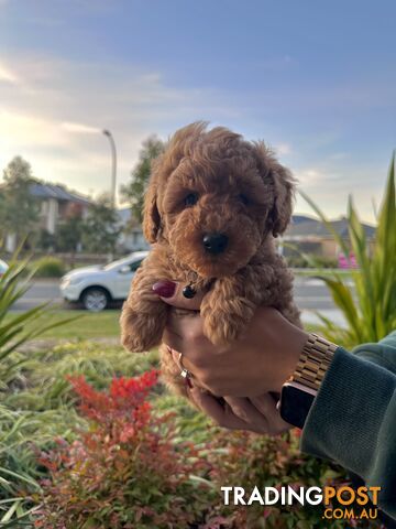 Poochon Puppies