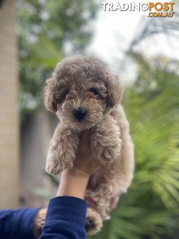 Poochon Puppies