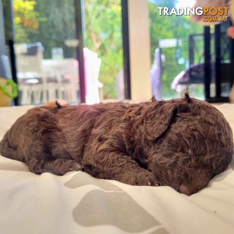 CUTEST Chocolate Cavoodle Puppies