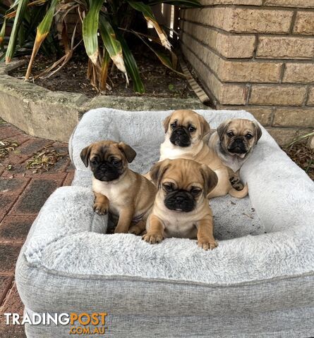 Pugalier Puppies