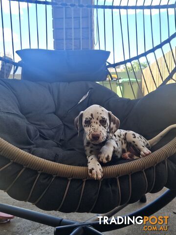 Purebred Dalmatian Puppies