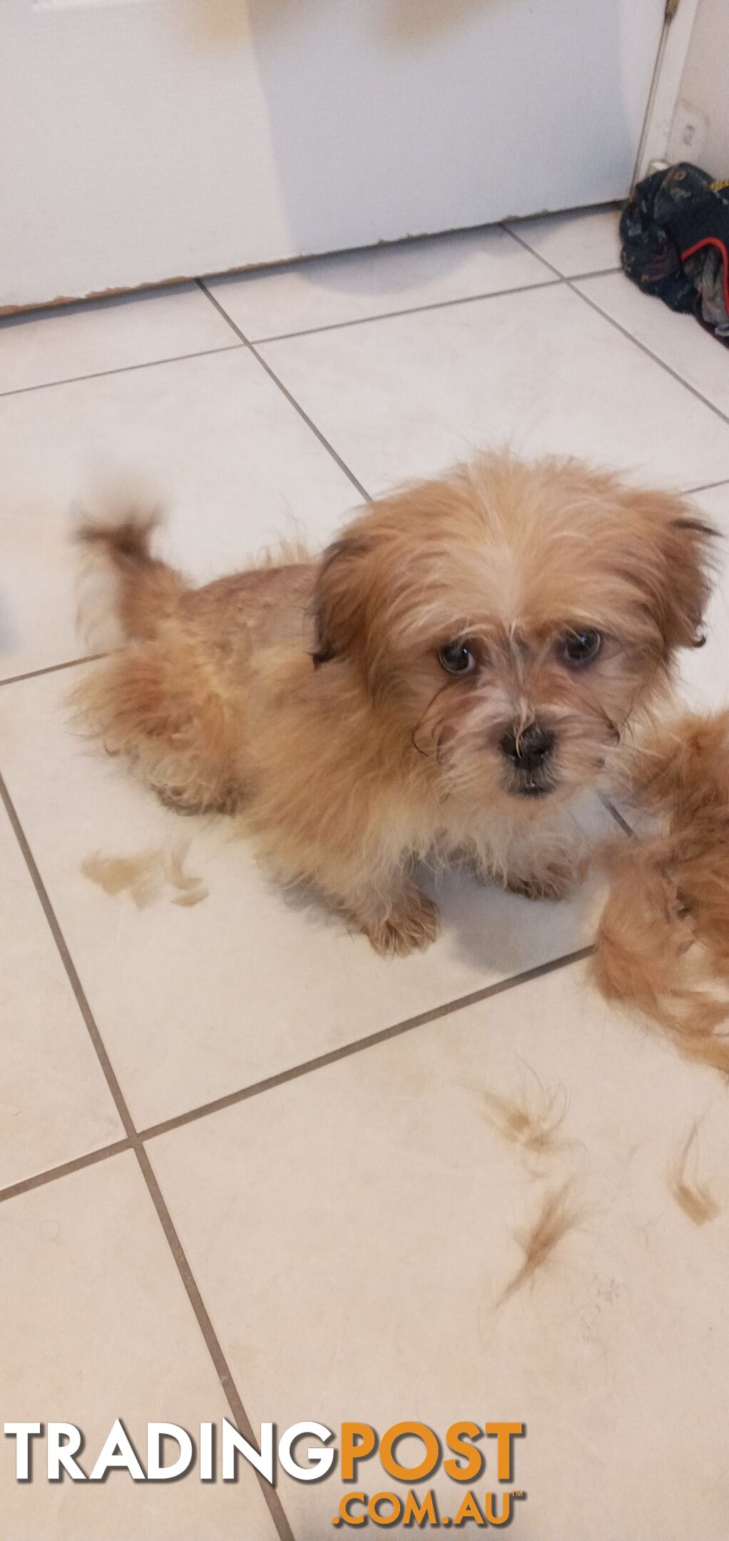 Maltese shihtzu puppy for sale