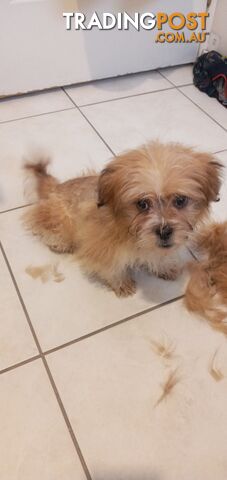 Maltese shihtzu puppy for sale