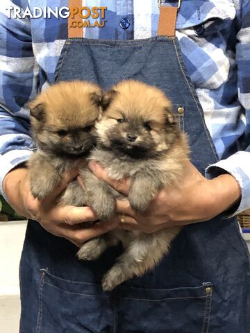 Purebred Pomeranian puppies