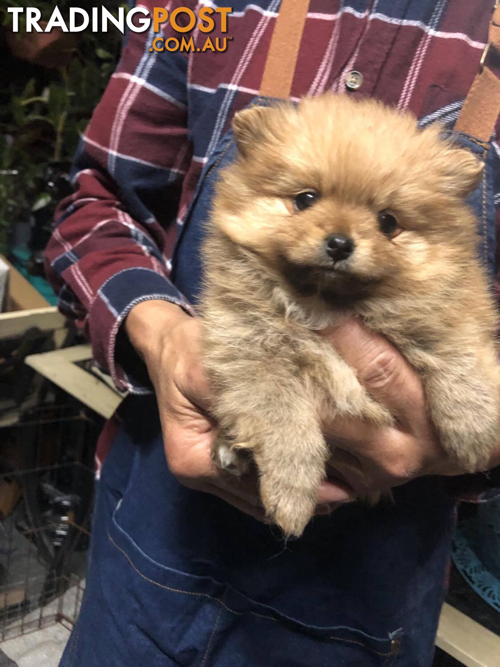 Purebred Pomeranian Puppies for sale