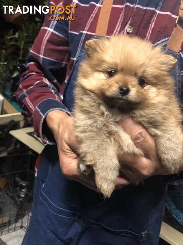Purebred Pomeranian Puppies for sale