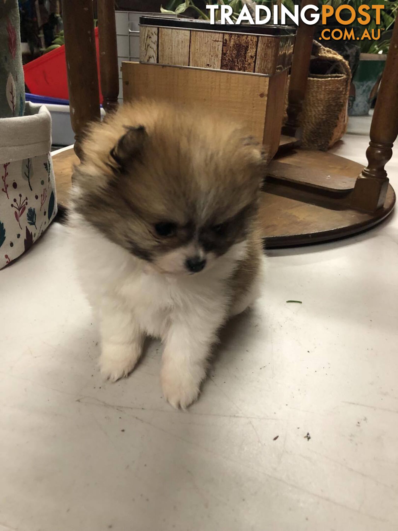 Purebred Pomeranian Puppies for sale