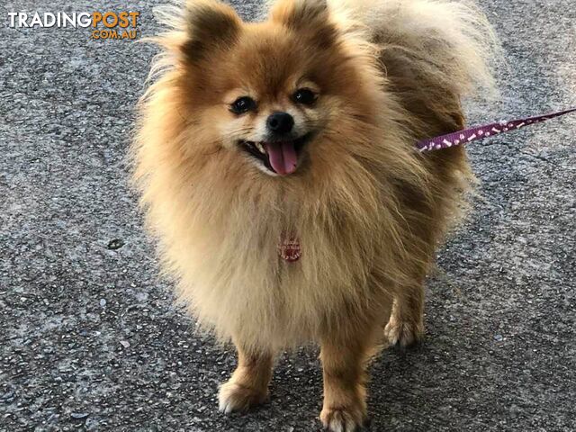 Purebred Pomeranian Puppies for sale