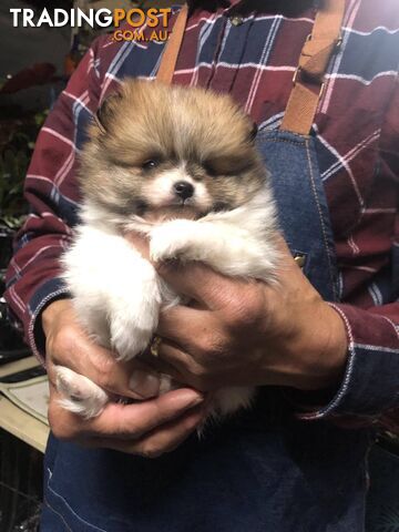 Purebred Pomeranian Puppies for sale