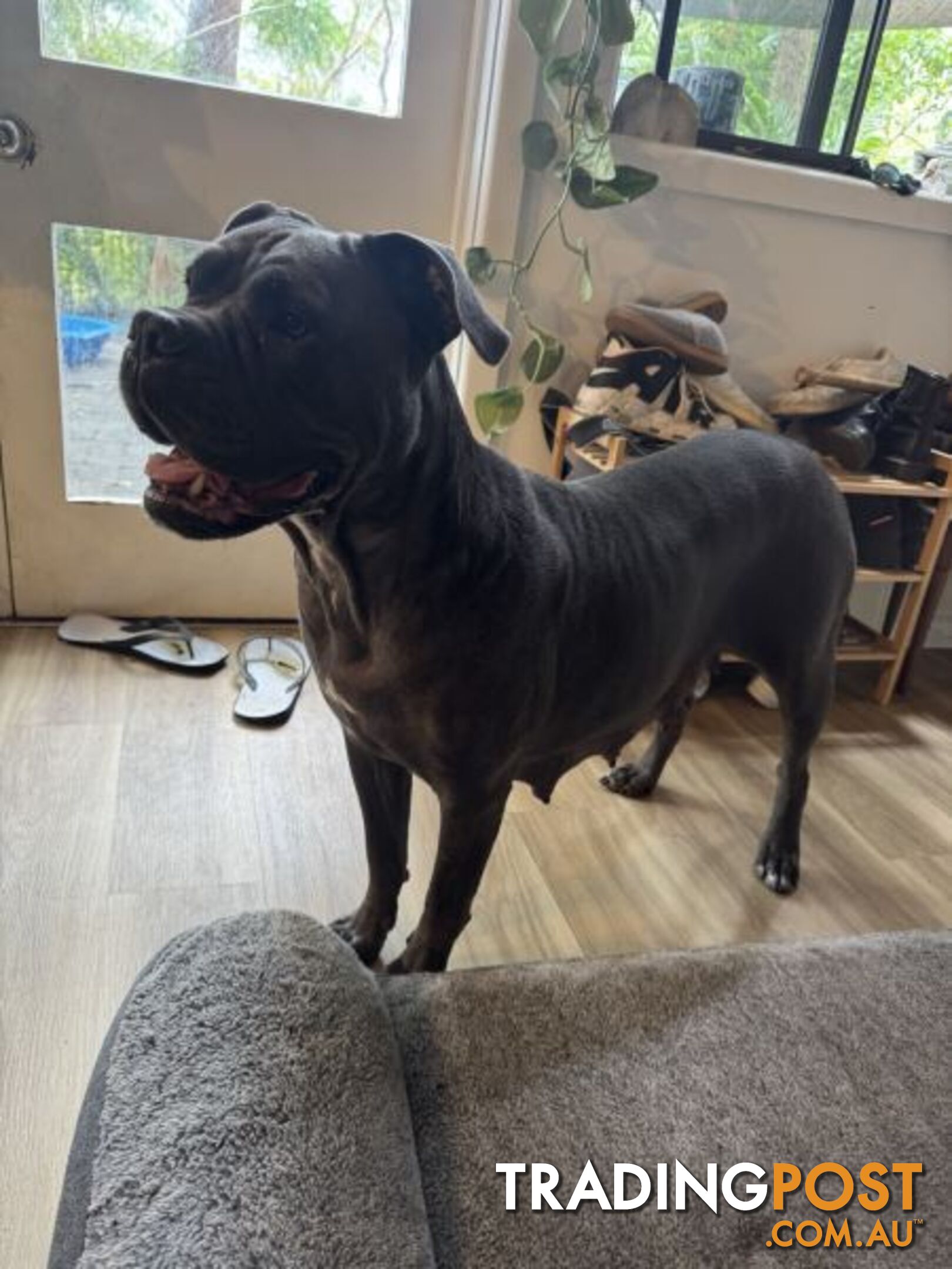 Cane Corso x Rottweiler