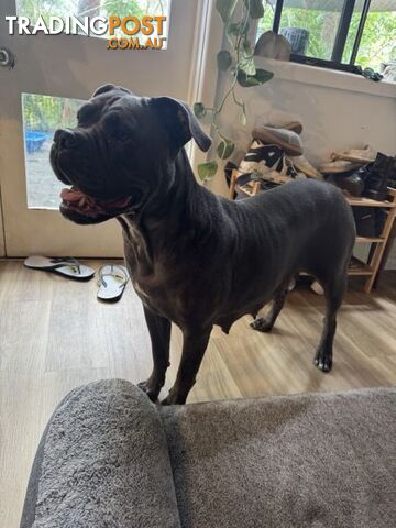 Cane Corso x Rottweiler