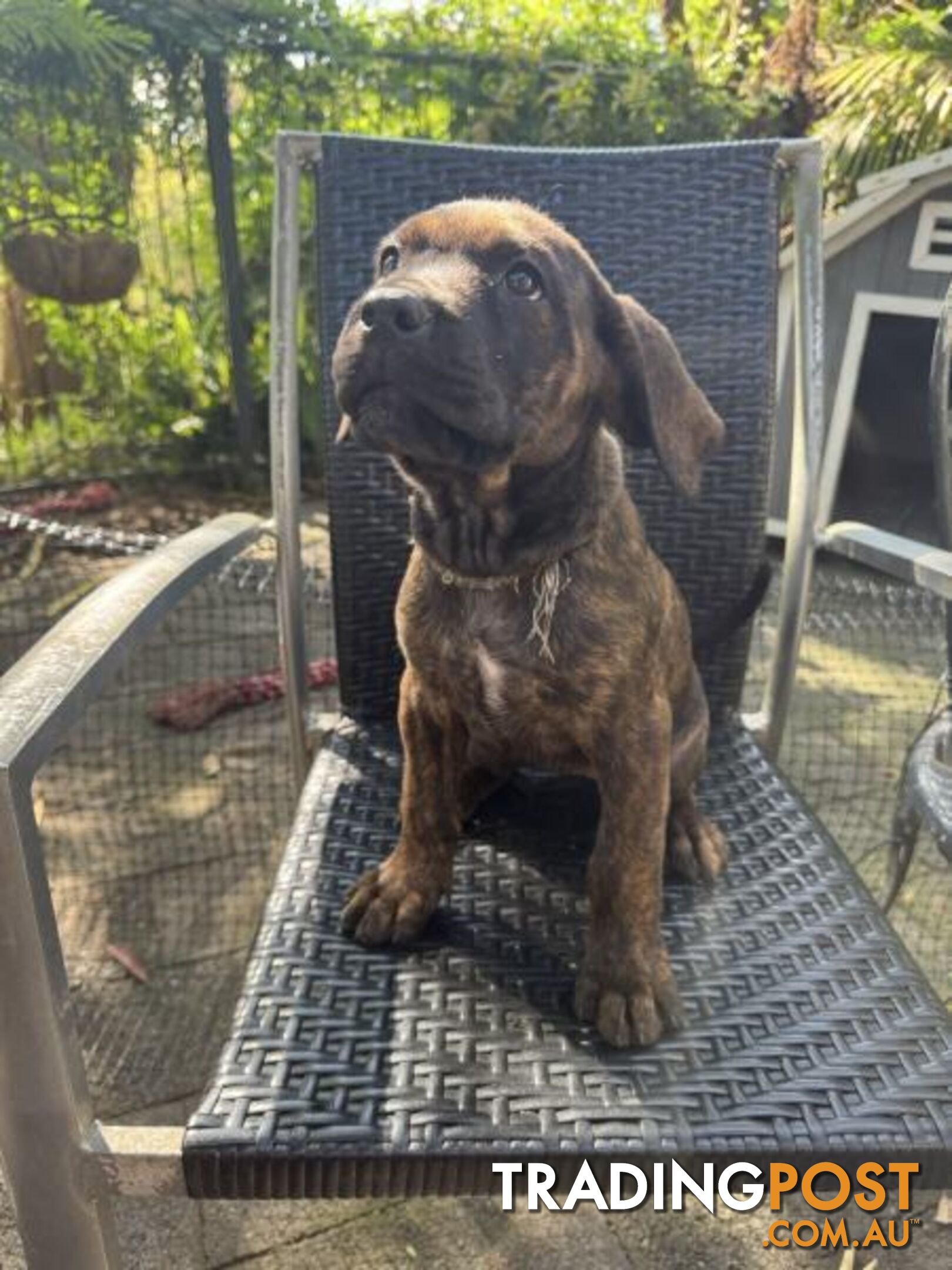 Cane Corso x Rottweiler