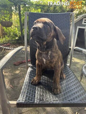 Cane Corso x Rottweiler