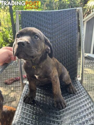 Cane Corso x Rottweiler