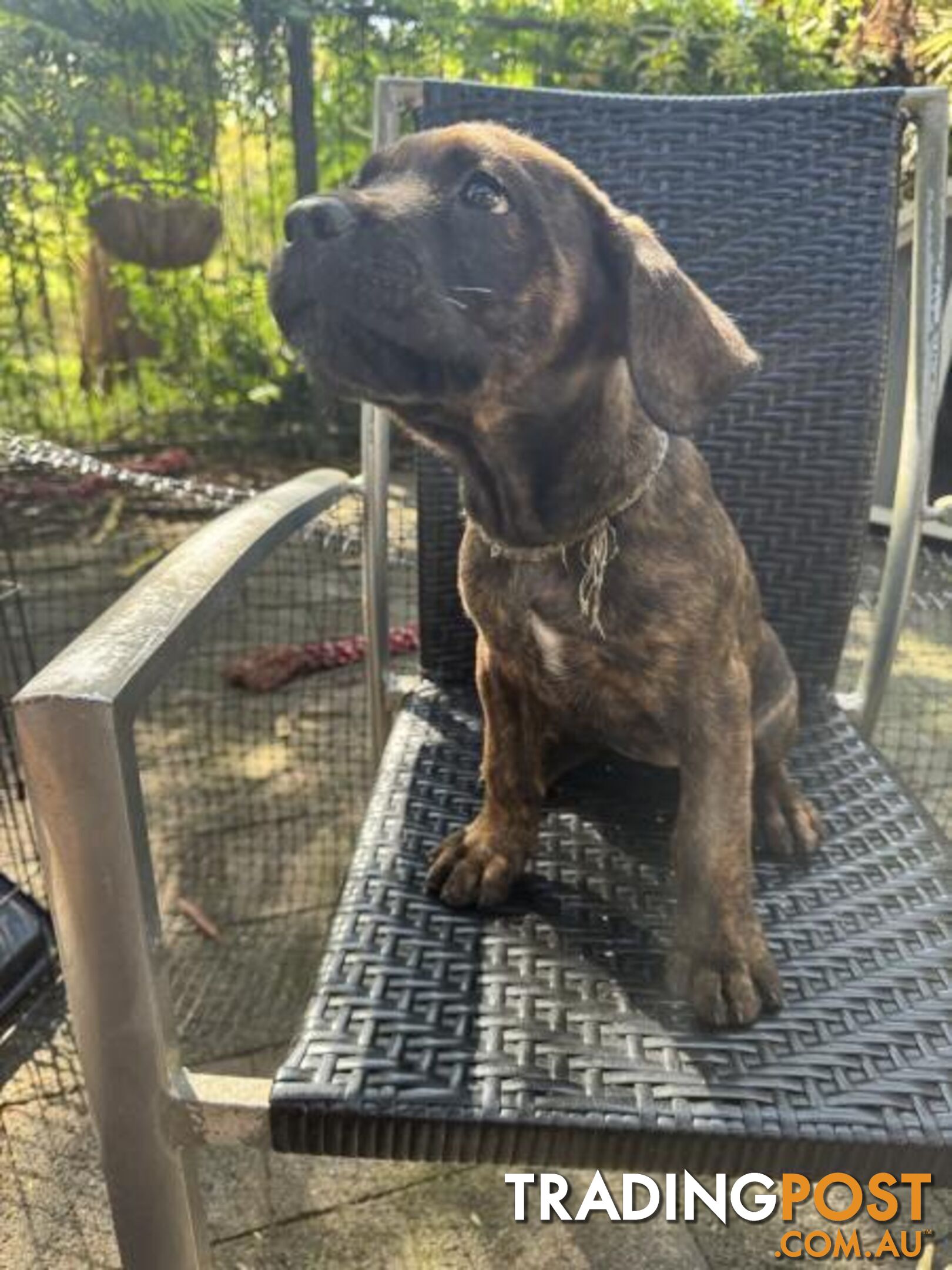 Cane Corso x Rottweiler