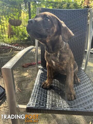 Cane Corso x Rottweiler