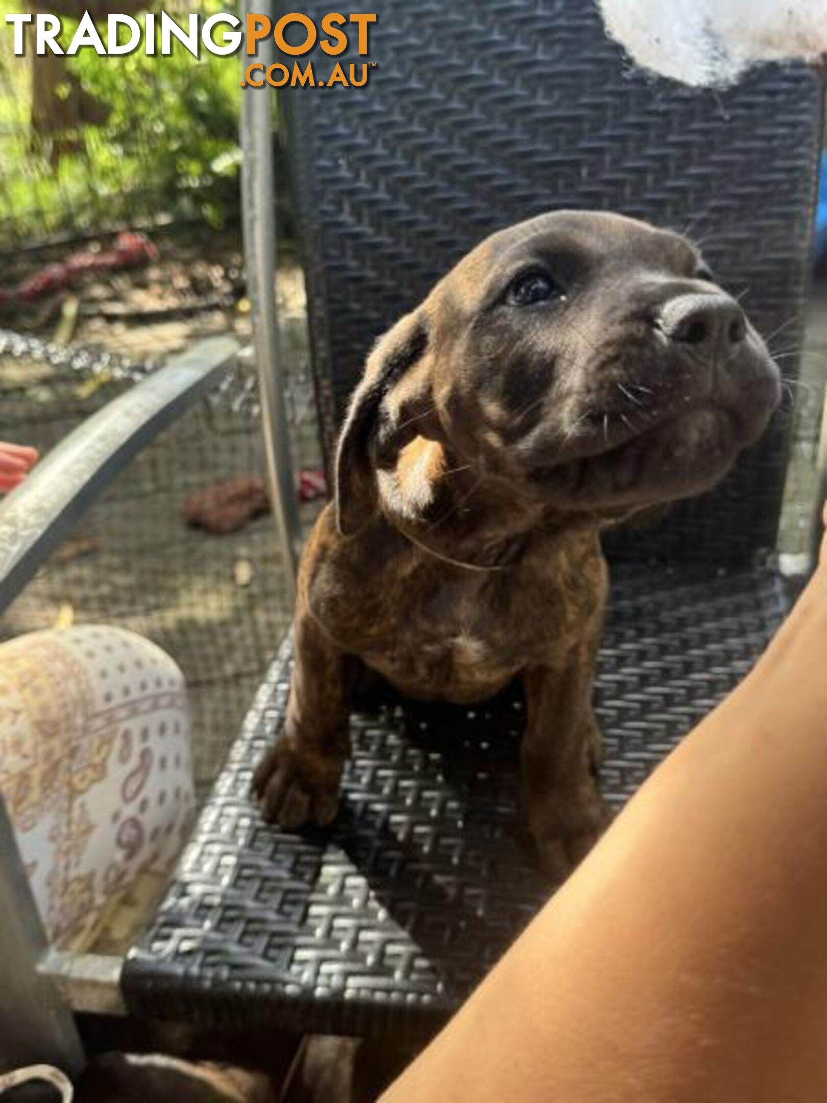 Cane Corso x Rottweiler