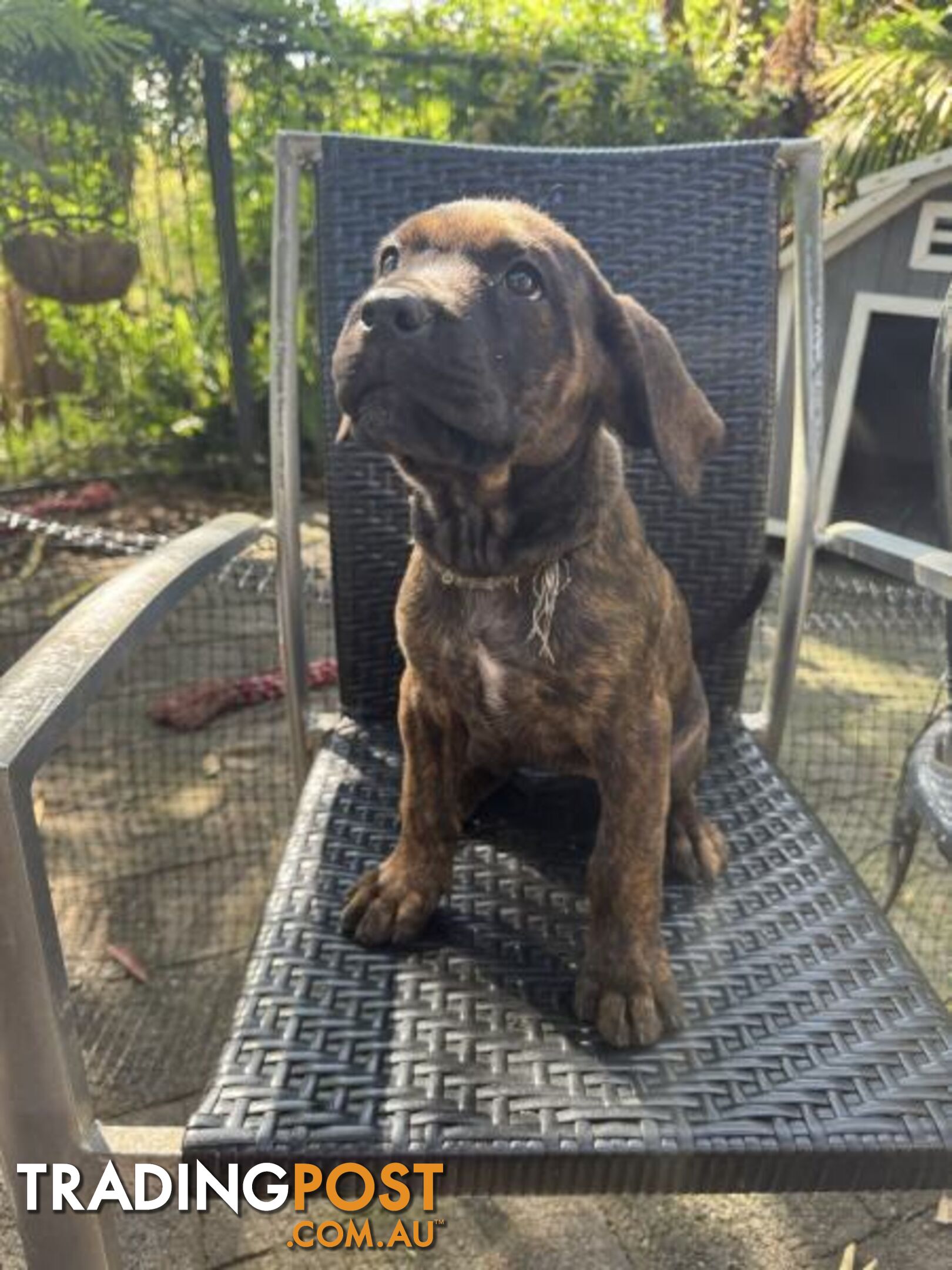 Cane Corso x Rottweiler