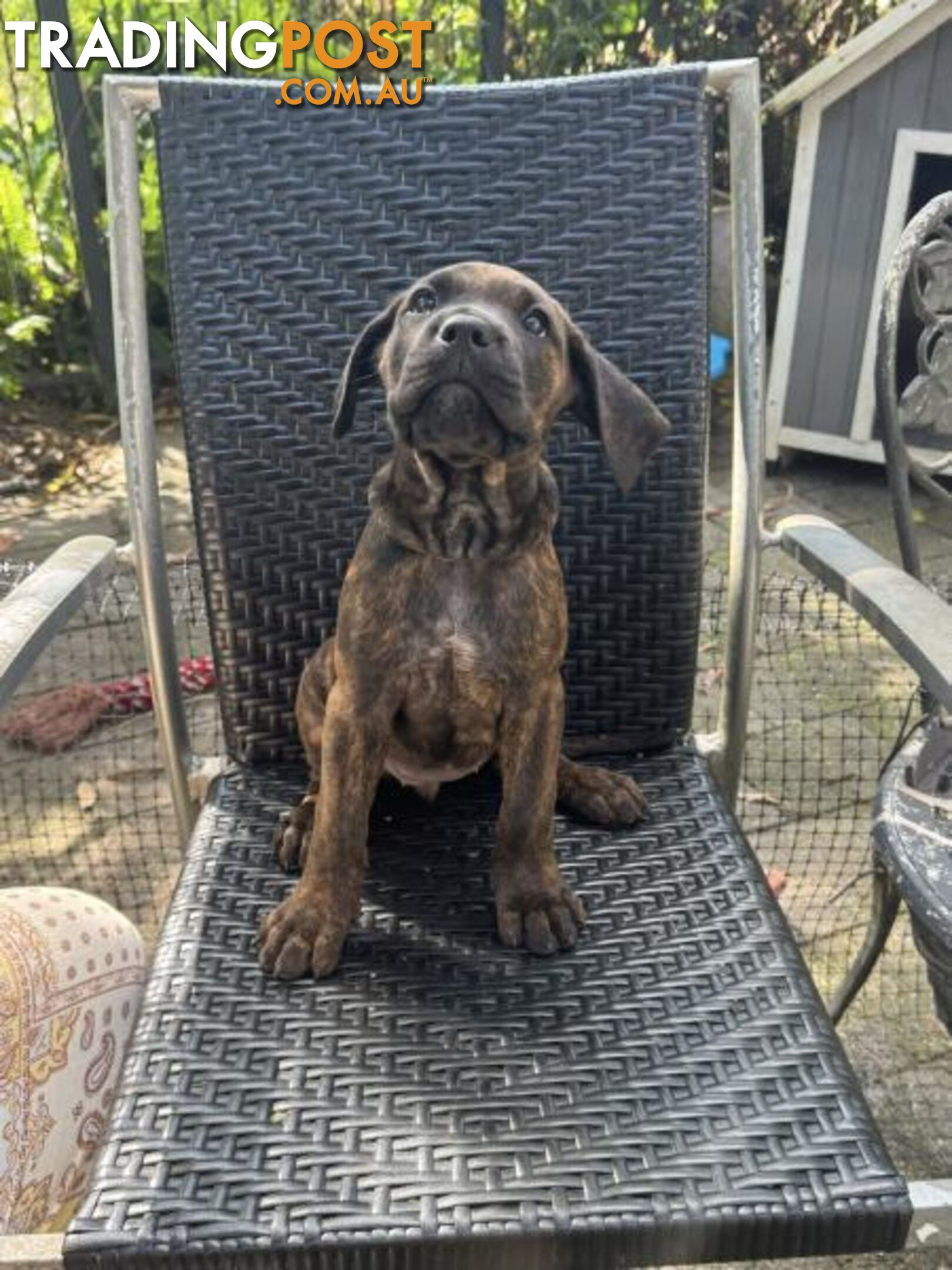 Cane Corso x Rottweiler