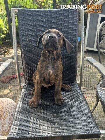 Cane Corso x Rottweiler