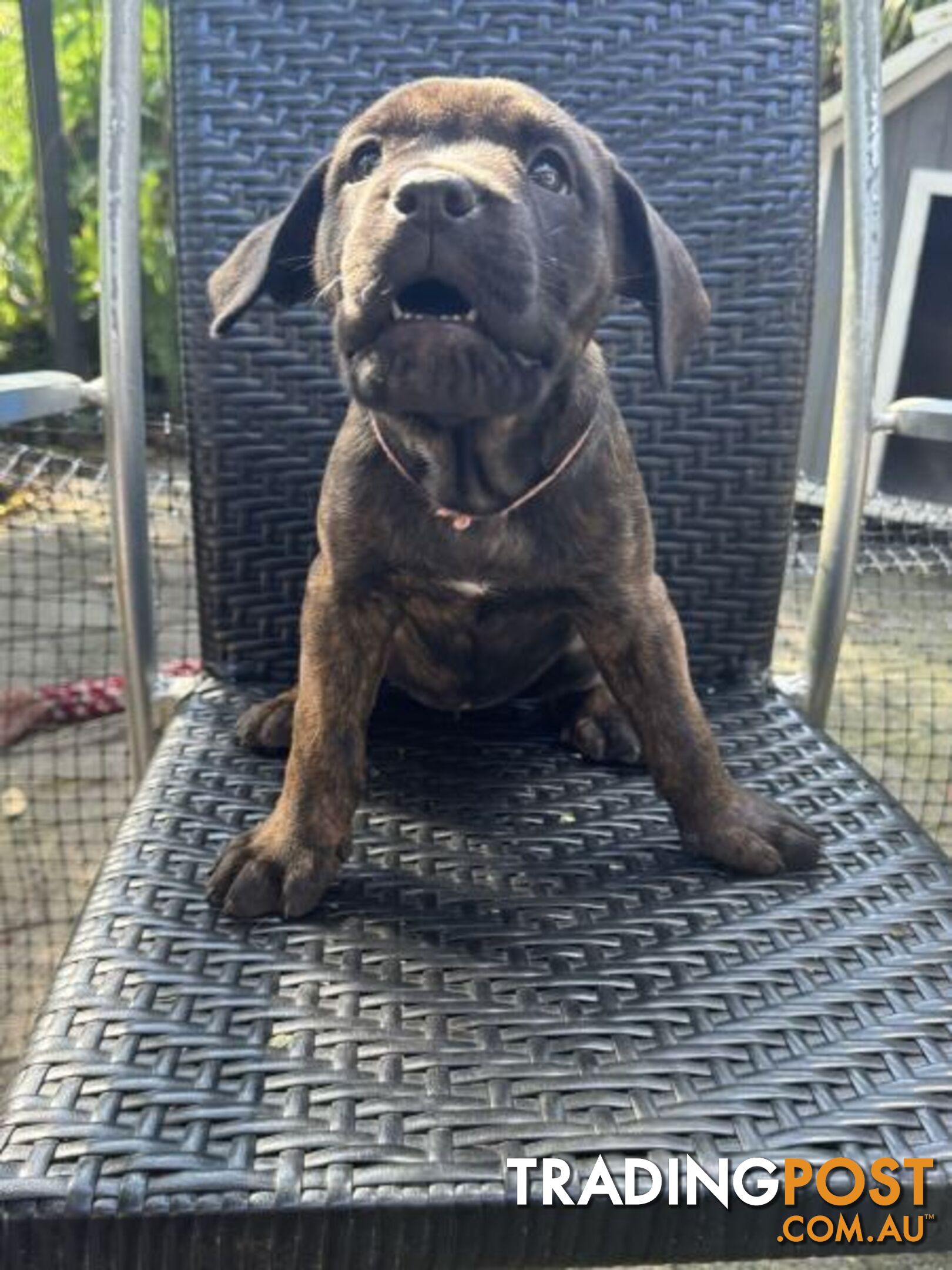 Cane Corso x Rottweiler