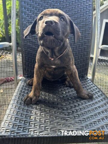 Cane Corso x Rottweiler