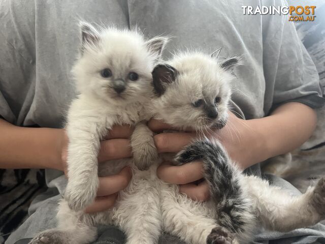 Purebred Ragdolls