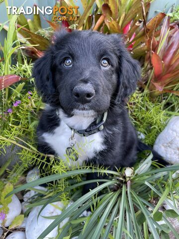 Spoodle puppy