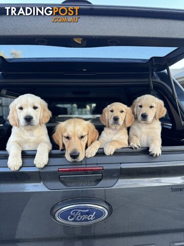 Purebred Golden Retriever Pups - UPDATE: ONLY 2 STILL AVAILABLE