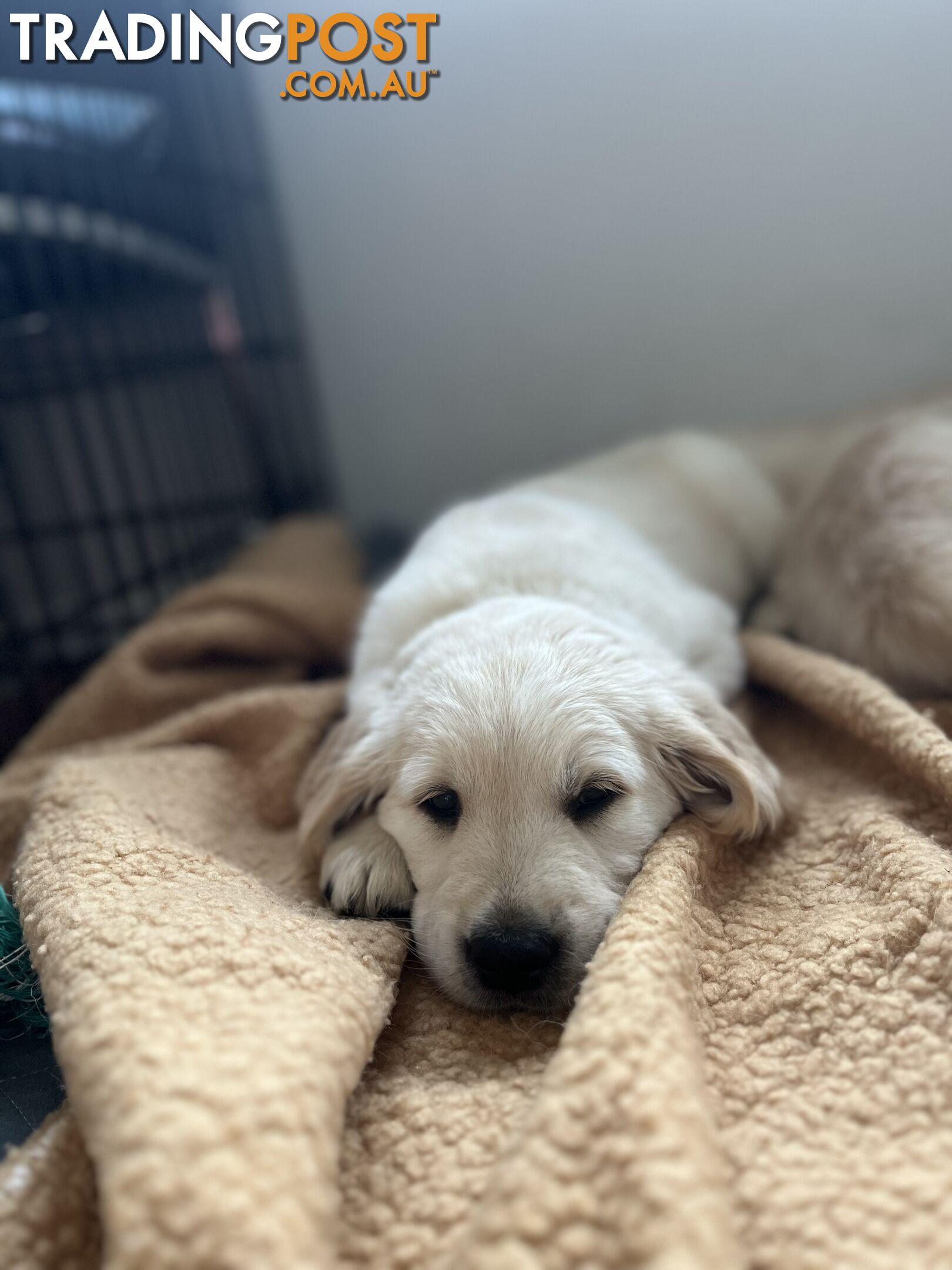 Purebred Golden Retriever Pups - UPDATE: ONLY 2  STILL AVAILABLE