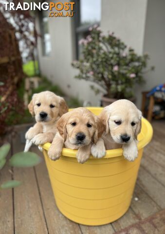 Purebred Golden Retriever Pups Seeking Forever Homes - UPDATE: ONLY 3 STILL AVAILABLE