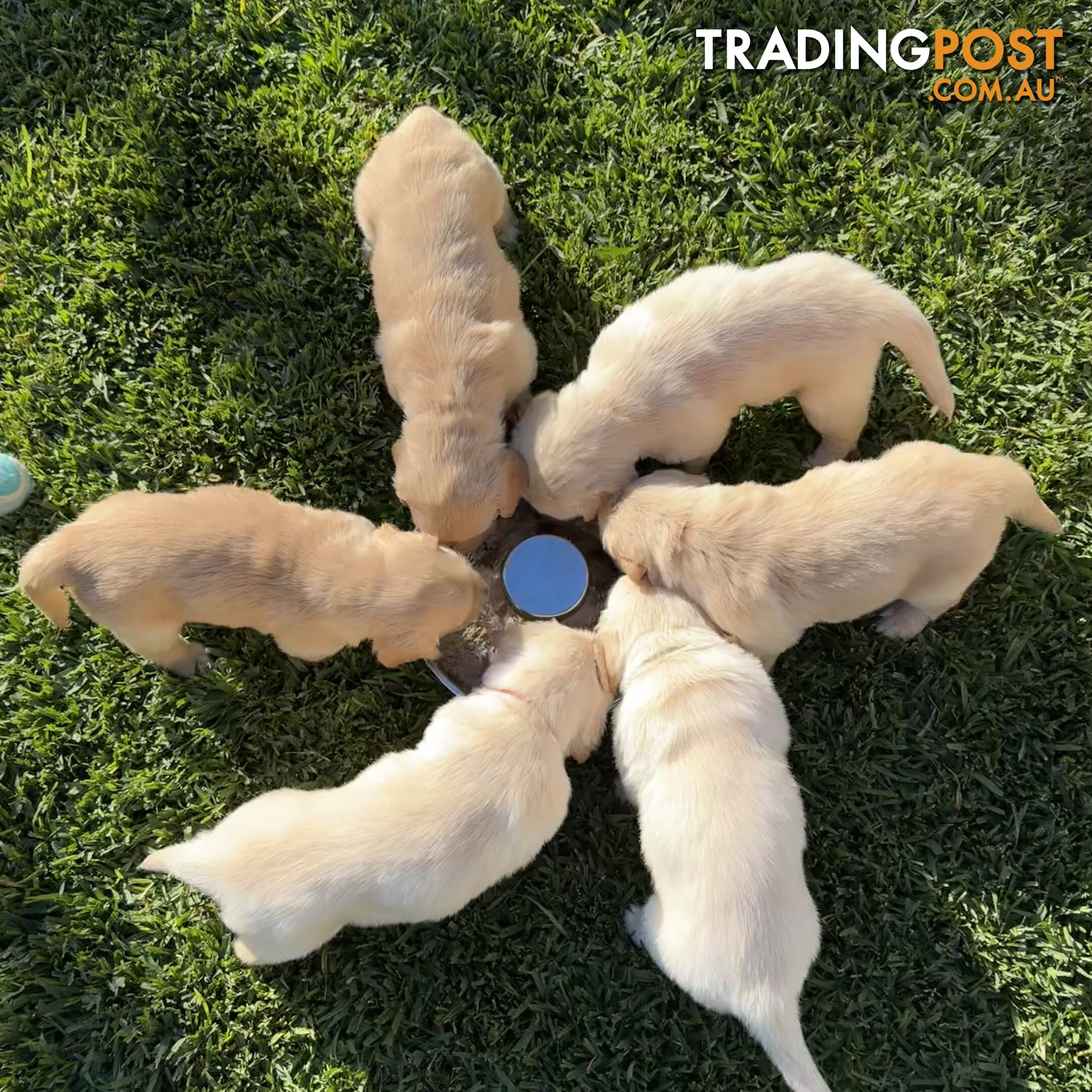 Purebred Golden Retriever Pups - UPDATE: ONLY 2  STILL AVAILABLE