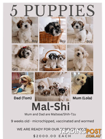 Trading post sale maltese shih tzu