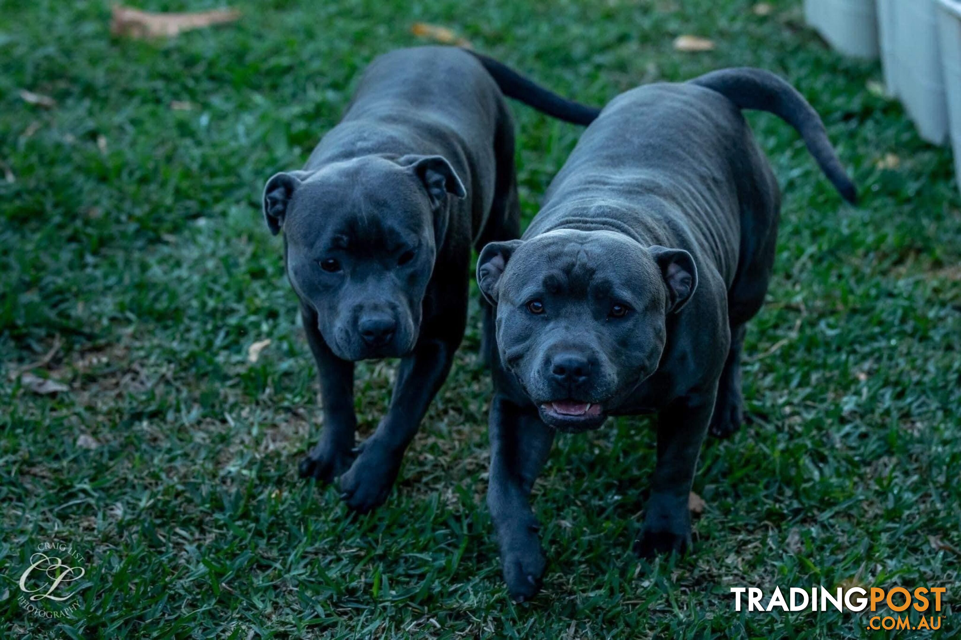 Pure Blue English Staffy Pups