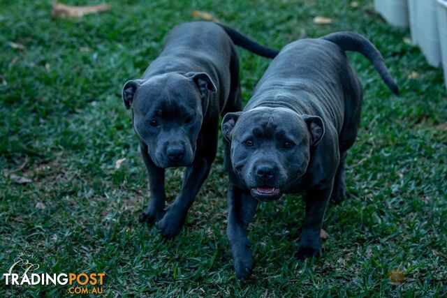 Pure Blue English Staffy Pups