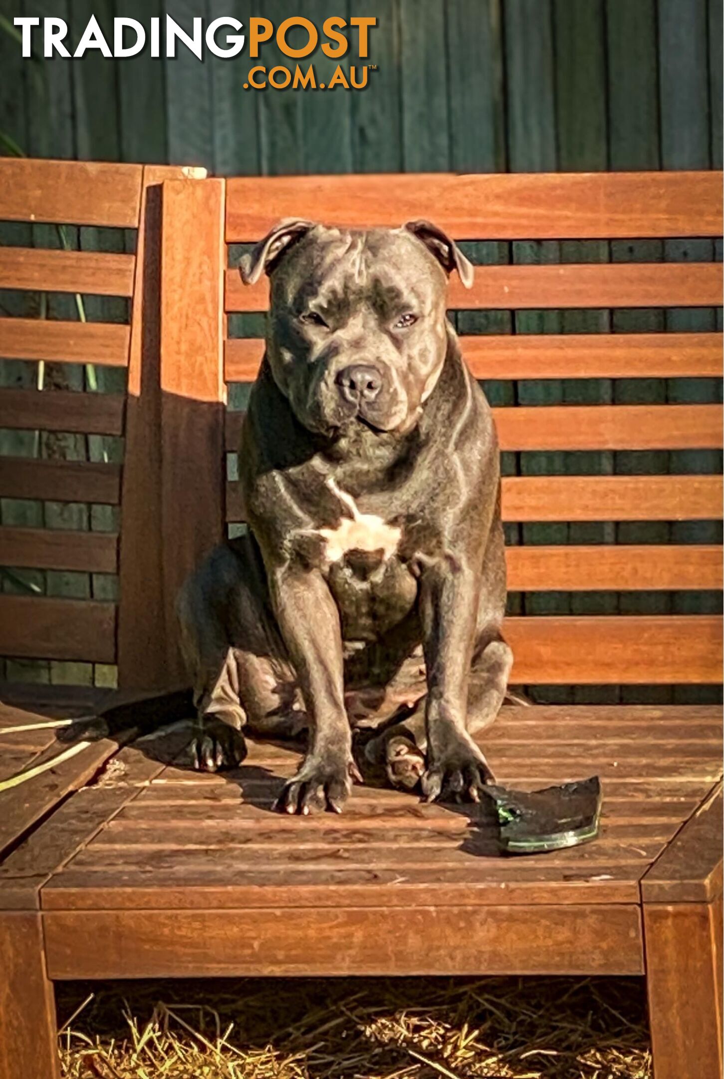 Pure Blue English Staffy Pups