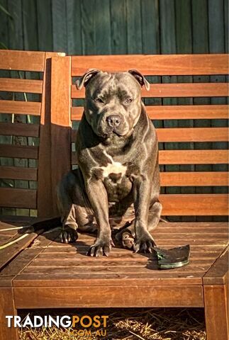 Pure Blue English Staffy Pups