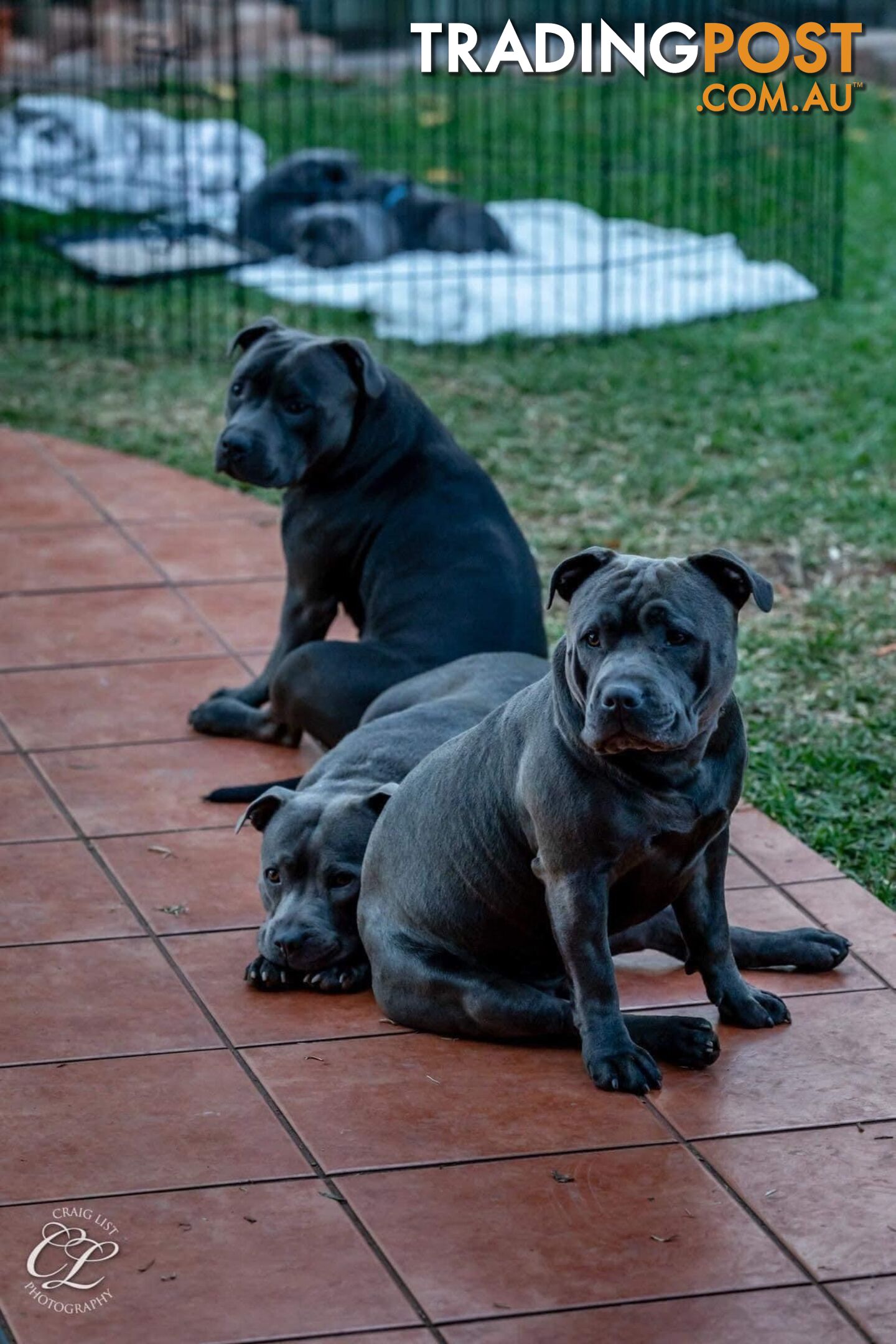 Pure Blue English Staffy Pups